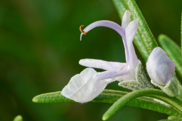 Rosmarinus officinalis, 26.10.2005