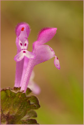 Stängelumfassende Taubnessel, Lamium amplexicaule, 31.03.2007