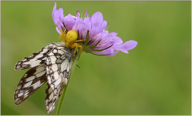 Krabbenspinne, 28.06.2005