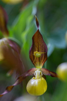 Gelber Frauenschuh, Cypripedium calceolus, 01.06.2018