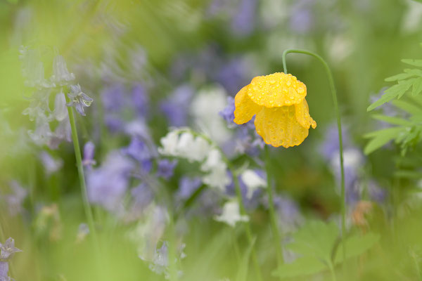 Papaver spec., 06.05.2012