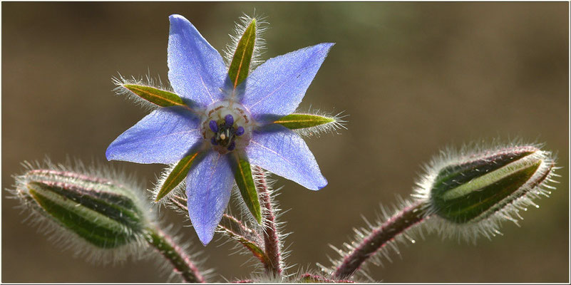 Borretsch, Borago officinalis, 28.07.2005