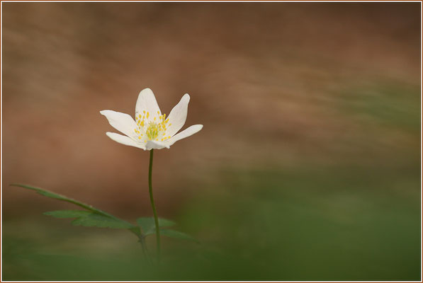 Buschwindröschen, Anemone nemorosa, 12.04.2009