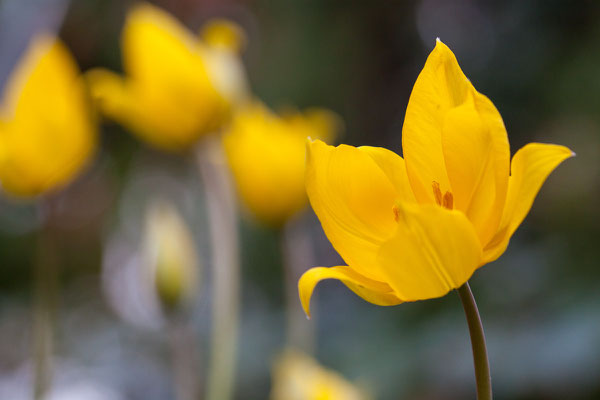 Tulpe, Tulipa sylvestris, 10.04.2016