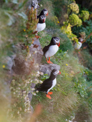 Papageientaucher, Island, 02.08.2016