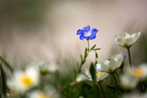 Alpen-Lein, Linum alpinum, Triglav-Nationalpark, 26.07.2021