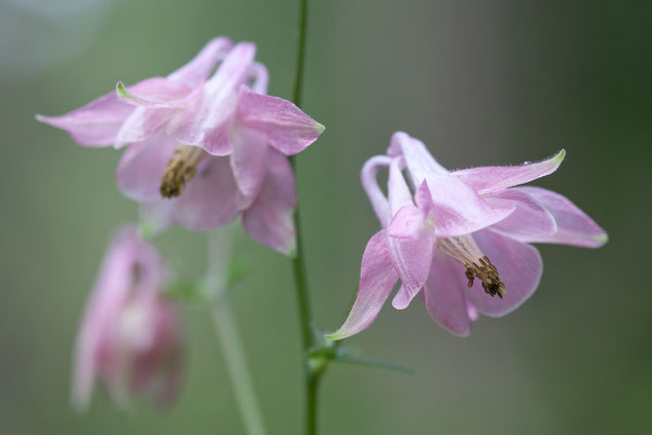 Ackelei, Aquilegia vulgaris, Morgenbachtal, 03.06.2011