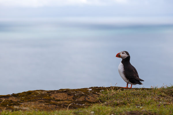 Papageientaucher, Island, 02.08.2016