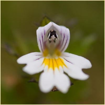 Augentrost, Euphrasia