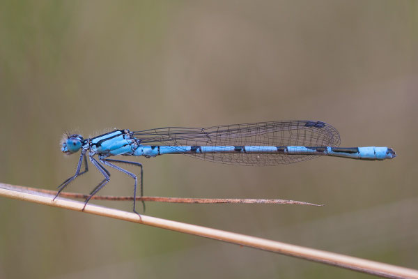 Azurjungfer, Coenagrion spec., 06.07.2014