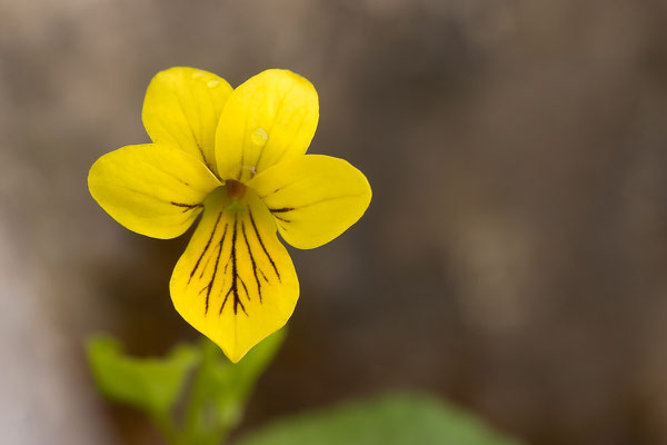 Zweiblütiges Veilchen, Viola biflora, Lech, 08.06.2007