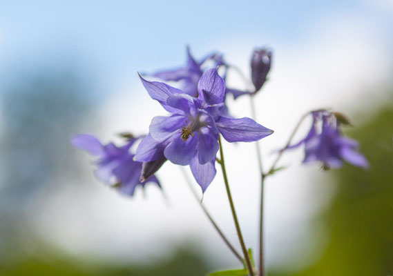 Ackelei, Aquilegia vulgaris, Rabengrund, 27.05.2012