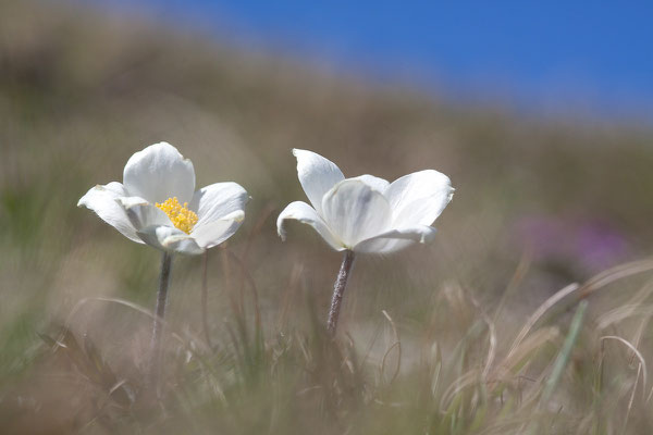 Alpen-Küchenschelle, Pulsatilla alpina, Lasörling-Höhenweg, 26.06.2011