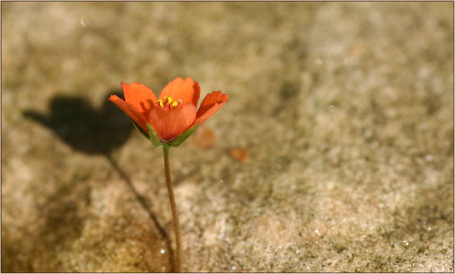 Acker-Gauchheil, Anagallis arvensis, 13.08.2005