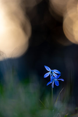 zweiblättriger Blaustern, Scilla bifolia, 29.02.2024