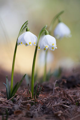 Märzenbecher, Leucojum vernum, 02.03.2012