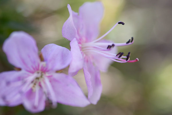 Zwerg-Alpenrose, Rhodothamnus chamaecistus, Sextener Dolomiten, 01.07.2011