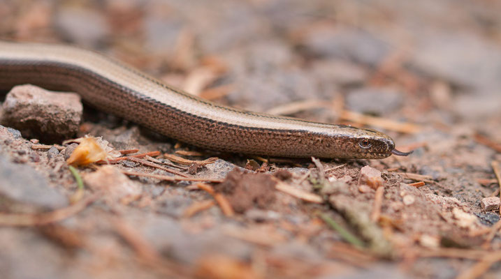 Blindschleiche, Anguis fragilis, 17.05.2015