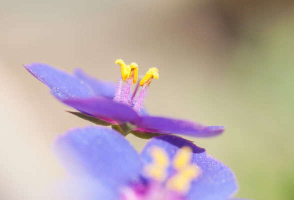 Gauchheil, Anagallis spec., Guincho, Portugal, 17.04.2014