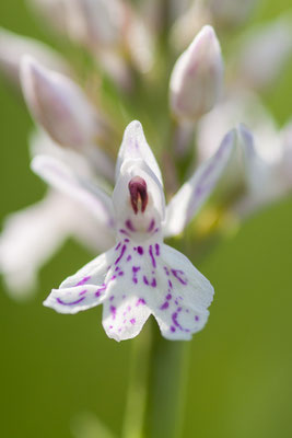 Dactylorhiza maculata, Geflecktes Knabenkraut, 03.05.2014