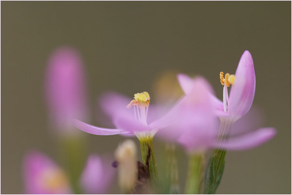 Tausendgüldenkraut, Centaurium erythraea, 24.08.08