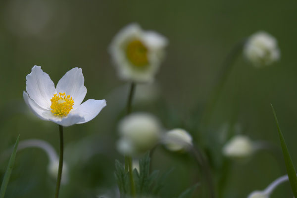 Großes Windröschen, Anemone sylvestris, Gonsenheimer Wald, 05.05.2013