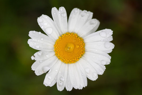 Margerite, Leucanthemum spec., 09.06.2012