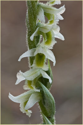 Herbst-Drehwurz, Spiranthes spiralis, 17.10.2008