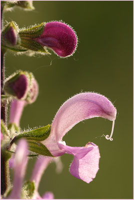 Wiesensalbei, Salvia pratensis, 06.05.2007