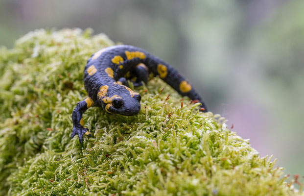 Feuersalamander, Salamandra salamandra, 19.04.2020