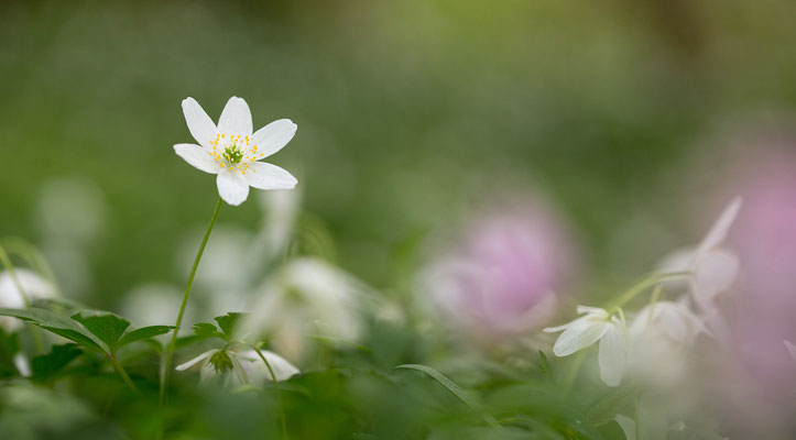 Buschwindröschen, Anemone nemorosa, 14.04.2017