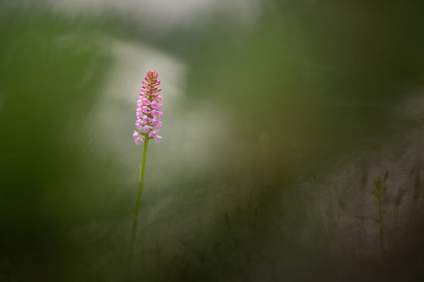 Händelwurz, Gymnadenia conopsea, Dolomiten, 13.07.2021