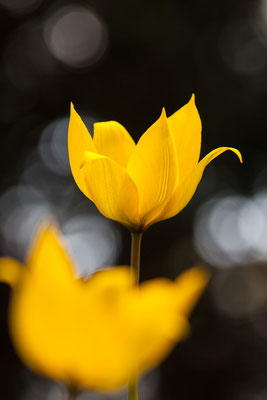 Tulpe, Tulipa sylvestris, 10.04.2016