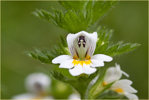 Augentrost, Euphrasia officinalis, 15.07.2009