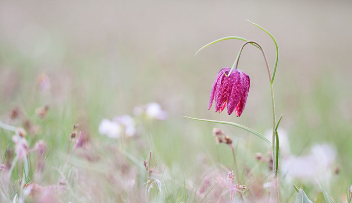 Schachbrettblume, Fritillaria meleagris, 24.04.2021