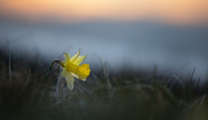 Narzisse, Narcissus pseudonarcissus, 17.04.2021