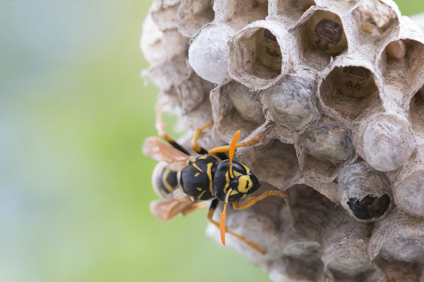 Feldwespe, Polistes spec., 03.06.2020