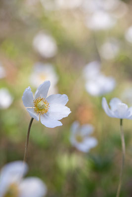 Großes Windröschen, Anemone sylvestris, Gonsenheimer Wald, 29.04.2017
