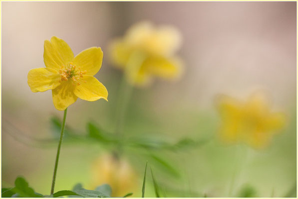 Anemone ranunculoides, 19.04.2009