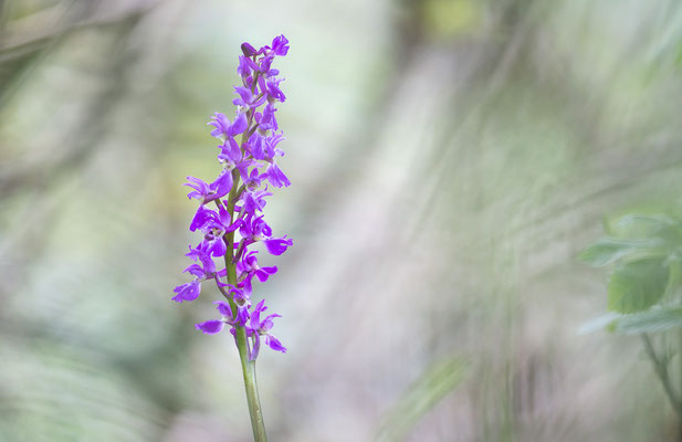 Manns-Knabenkraut, Orchis mascula, Saarbrücken, 1505.2021