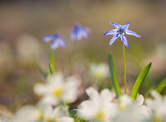 Blaustern, Scilla spec., 25.03.17