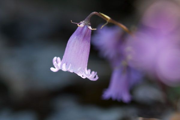 Soldanella alpicola, Zwerg-Alpenglöckchen, 05.06.2015