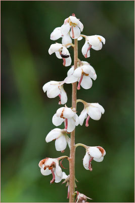 Rundblättriges Wintergrün, Pyrola rotundifolia, 19.07.2009