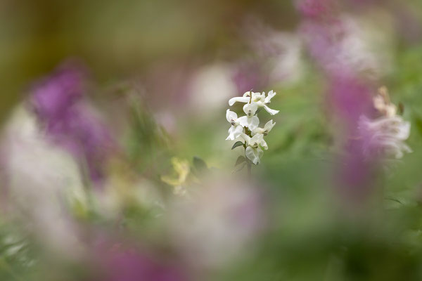 Hohler Lerchensporn, Corydalis cava, Eifel, 18.04.2025
