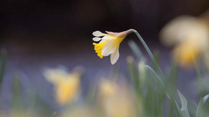 Narzisse, Narcissus pseudonarcissus, 17.04.2021