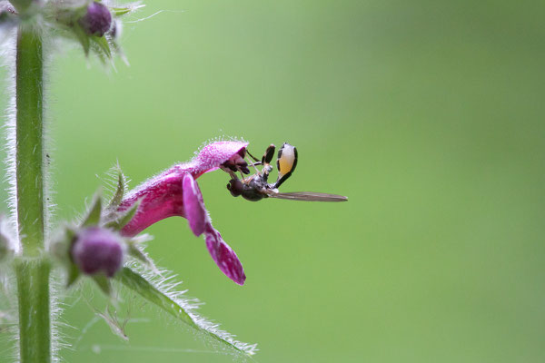 Wald-Ziest, Stachys sylvatica, Morgenbachtal, 03.06.2011