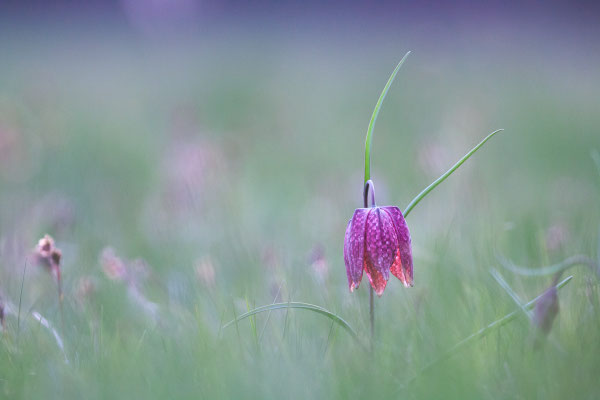Schachbrettblume, Fritillaria meleagris, 24.04.2021