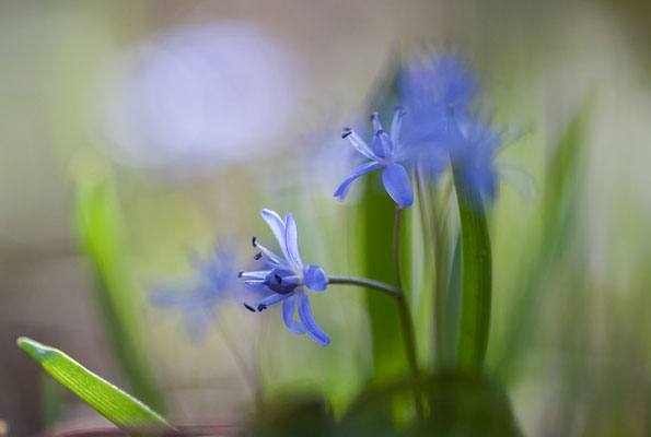 Zweiblättriger Blaustern, Scilla bifolia, 09.03.2014