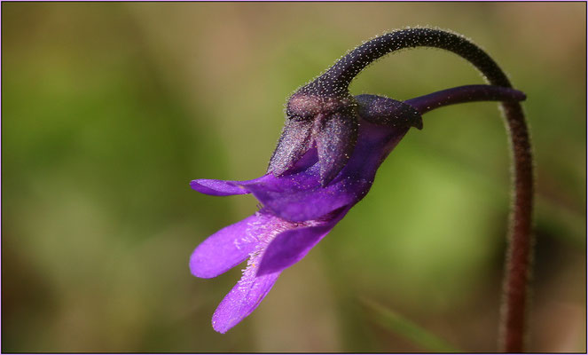 Fettkraut, Pinguicula vulgaris