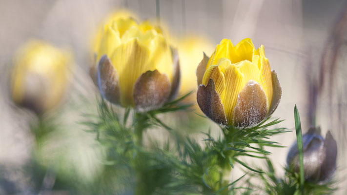 Fühlings-Adonisröschen, Adonis vernalis, Mainzer Sand, 01.04.2012